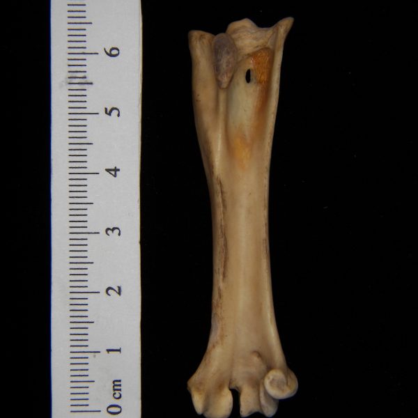 Great-horned-owl-Bubo-virginianus-right-tarsometatarsus-posterior-Abel-collection-600x600