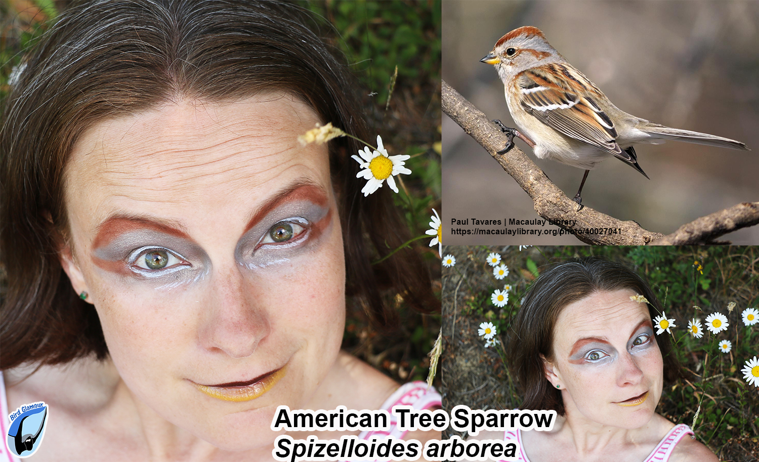 American Tree Sparrow Bird Glamour